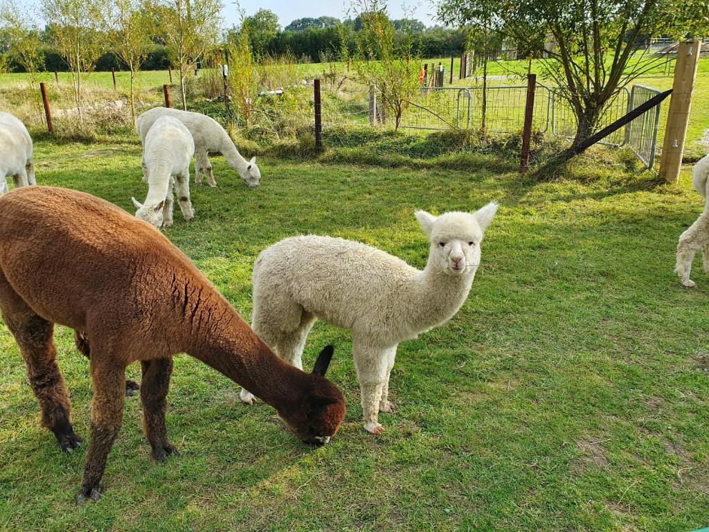 Dartmoor Reach Alpaca Farm Heated Cabins (Bovey Tracey) 