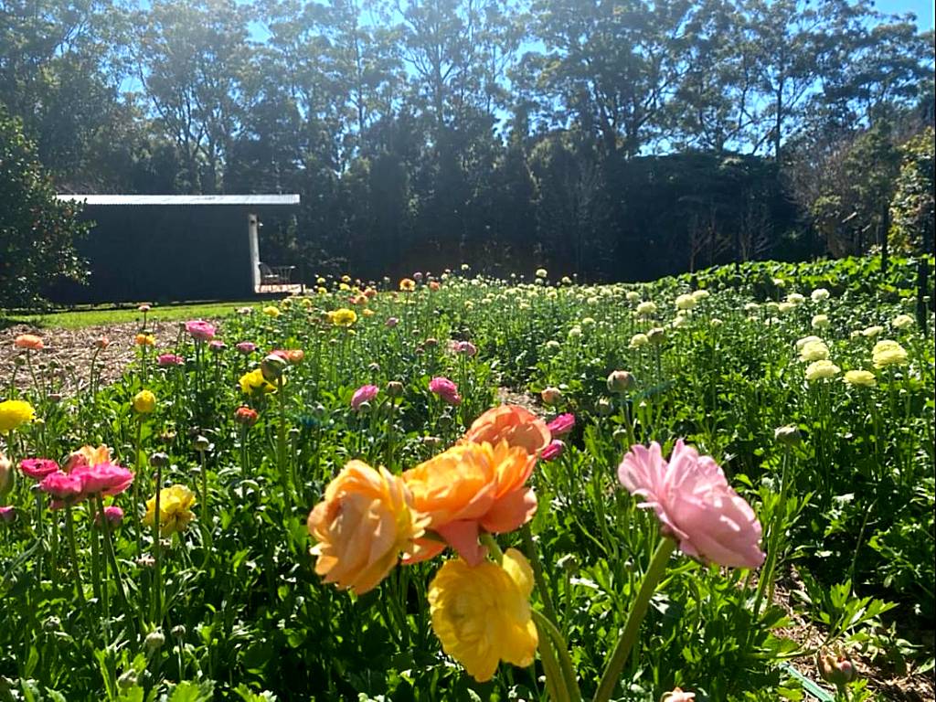 Flower Farm Tamborine Mountain